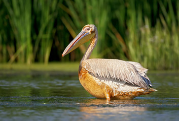 Close up portrait of dirty white pelican.