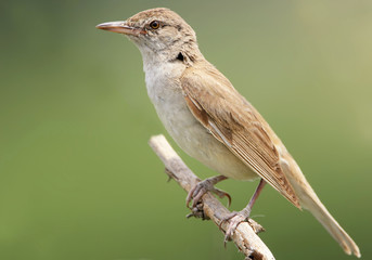 Extra close up portrait of great reed warbler on green blurred background.