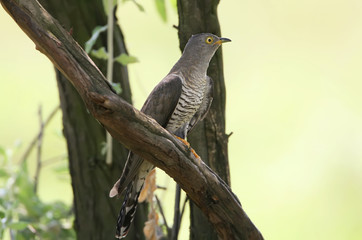 The common cuckoo (Cuculus canorus) hide
