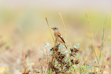 Young stonechat in natural habitat