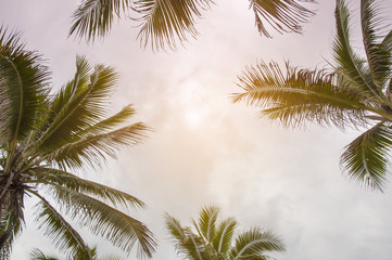 Fototapeta na wymiar Coconut trees view.