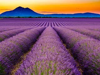 Gardinen Lavendel © Alexandre