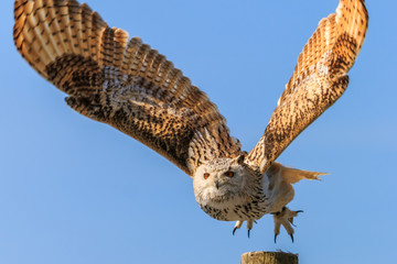 Uhu - european eagle owl flying