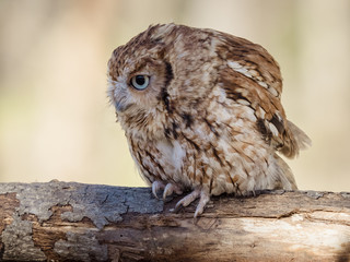 Screech Owl, Injured and in Rehabilitation