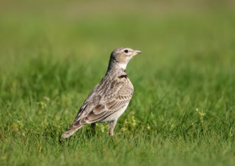 The calandra lark (Melanocorypha calandra) or European calandra-lark
