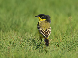 Black headed wagtail with mane. Unusual view