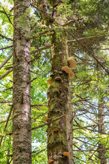 Fototapeta premium mushrooms on the tree