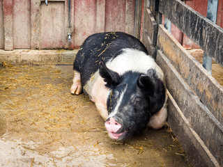Black-and-White Sow Lying in Barnyard