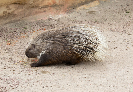 Porcupine (hystrix Cristata)