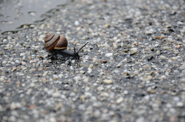 Snail in the Rain