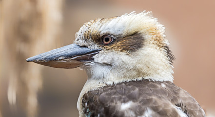Close-up view of a Laughing kookaburra (Dacelo novaeguinea)