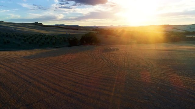 Moving Aerial Shot of the Harvested Fields, Trees and Hills. Grand Scale View with Beautiful Colors Lit by Setting Sun.Shot on a Camera in 4K (UHD).
