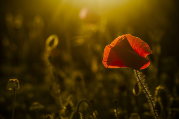 Fototapeta premium single poppy on dark background