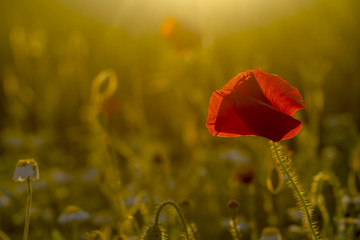 single poppy on green background
