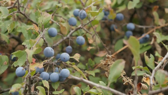 Blue berries of Prunus spinosa fruit close-up - Field shrub of blackthorn sloe food video