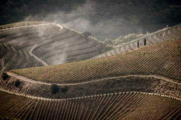 Vineyards