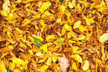 Many colorful foliage leaves lie on the ground in autumn