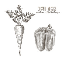 Carrot, bell pepper - organic vegetables drawings
