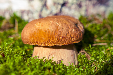 Mushroom on moss.