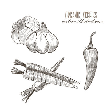 Carrots, garlig, chili - organic vegetables drawings
