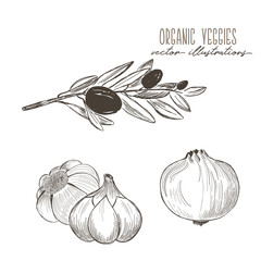Olives, garlig, onion -organic vegetables drawings