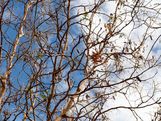 Lonely dry tree against with blue sky and white cloud.