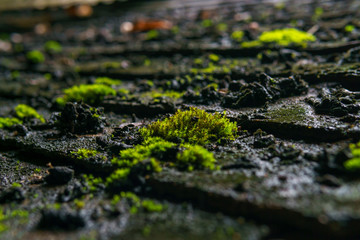 Close up of green tiny plant or moss growing on the dirty roof after rain. Selective Focus.