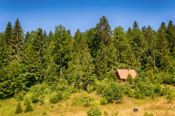 Fototapeta premium house in the forest