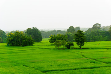 beautiful panorama landscape view of rice paddy fields when raining