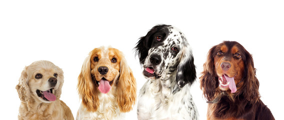 Portrait of an english setter dog And spaniel looking