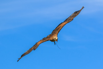 Falcom flying in the blue sky