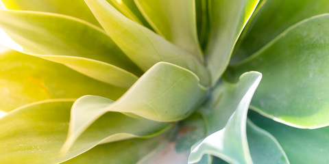 Green leaf background