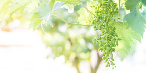 Fototapeta na wymiar Green grapes in a vineyard