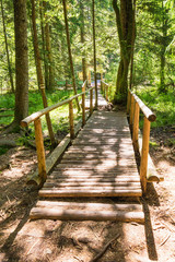 bridge in the forest