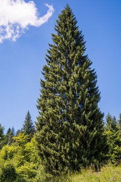 Fototapeta Picea omorika