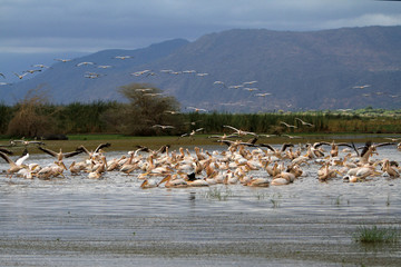 pelicans at safari Tanzania