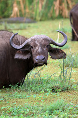 buffalo in Tanzania safari
