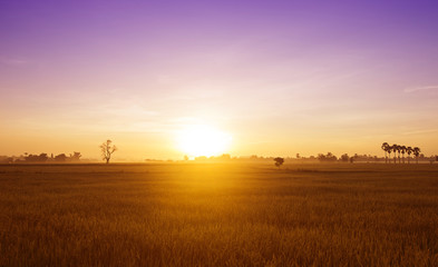 Fototapeta premium Sunrise over the fields of morning in summer