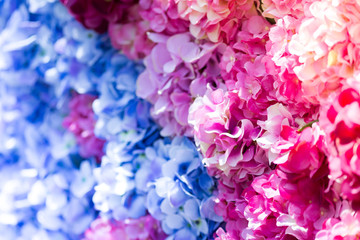Multi colored flowers background