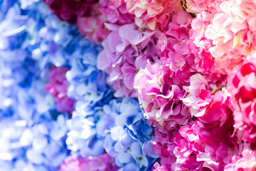 Fototapeta premium Multi colored flowers background