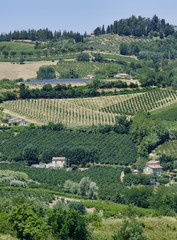 Fototapeta na wymiar Landscape in Romagna at summer: vineyards