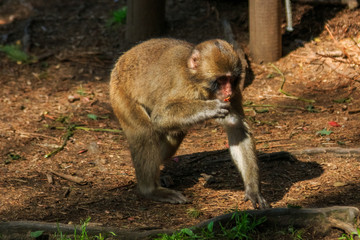 Japanese Makak sitting on a branch eating fruit