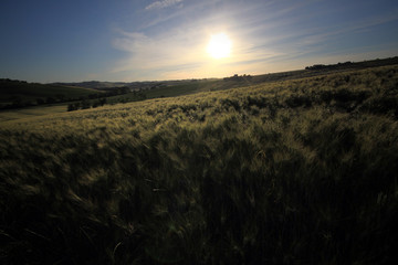 golden fields