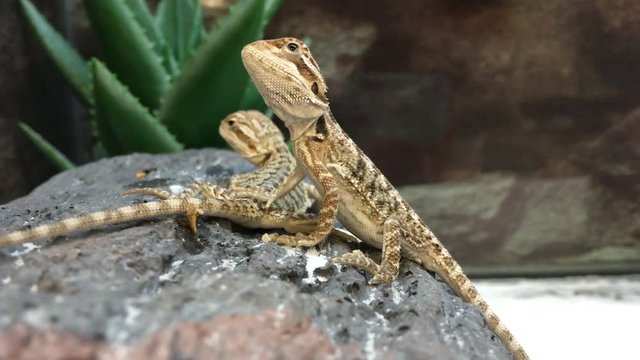 4K HD Video of two baby Bearded Dragon lizards on a rock, cactus in background, 1 sitting still while the other looks around. This species is very popularly kept as a pet and widely seen in zoos.