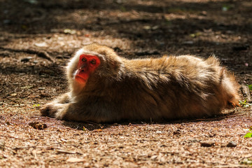Japanese Makak monkey lying on the forest floor