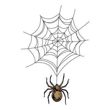 Spider on the web, colorful scary Halloween sketch illustration. Vector