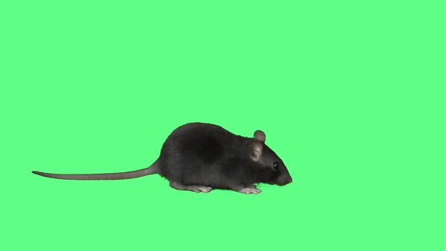 rat walking on green screen