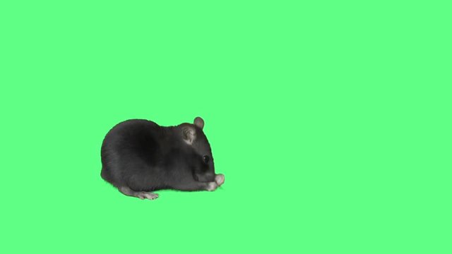 rat is washing on the green screen