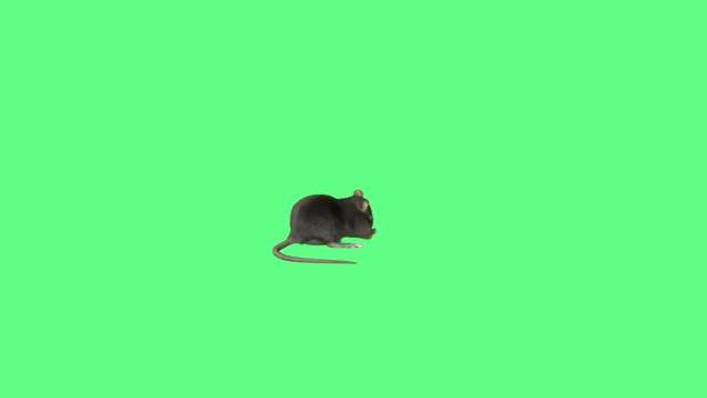rat running on the green screen