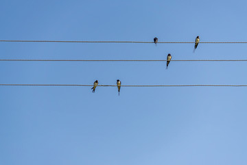 swallows sitting on wires against blue sky in a sunny day